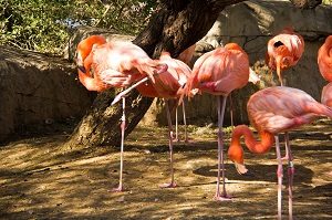 gladys-porter-zoo1