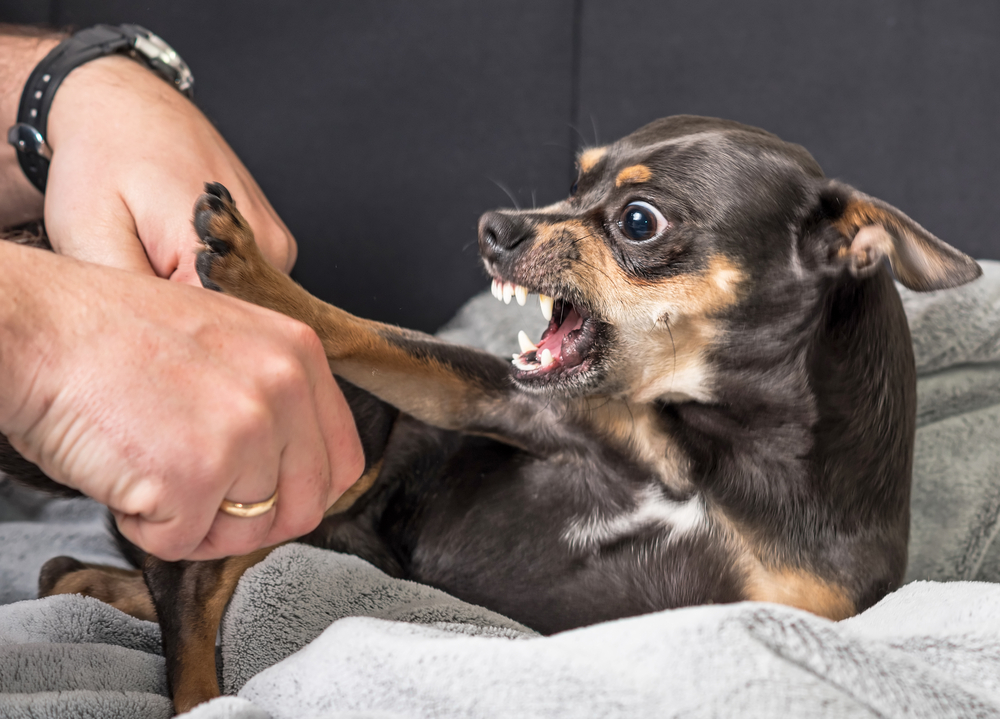 what happens if my dog bites someone