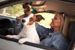 woman driving with dog