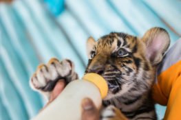 Escaped Texas Cub Being Fed With a Bottle