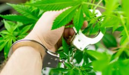 person handcuffed to a marijuana plant