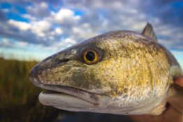 portrait of large fish outside of water