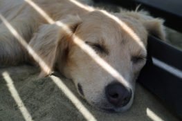 dog laying under shade