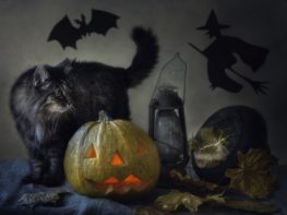 black cat with a pumpkin