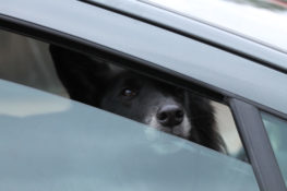 Picture of Dog in Backseat of Car in Texas