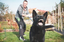 black dog on leash showing teeth ready to bite