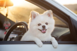 white pomeranian dog leaning outside car window. sunset