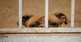 a dog inside a cage