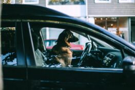 How to Keep Your Pets Safe in the Car